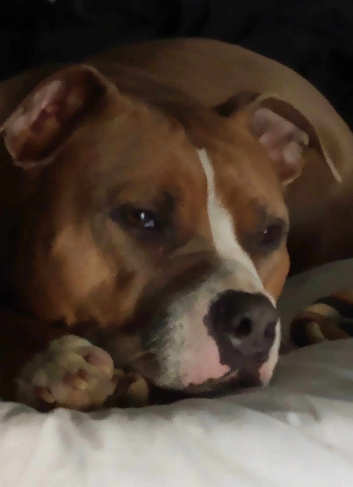 Jada is registered to the contest to win money with this photo: dog, brown, white, resting, sleepy, close_up, paw, nose, ear, pet, indoor, soft, relaxed, animal, face, fur, cute, companion, comfort, cozy