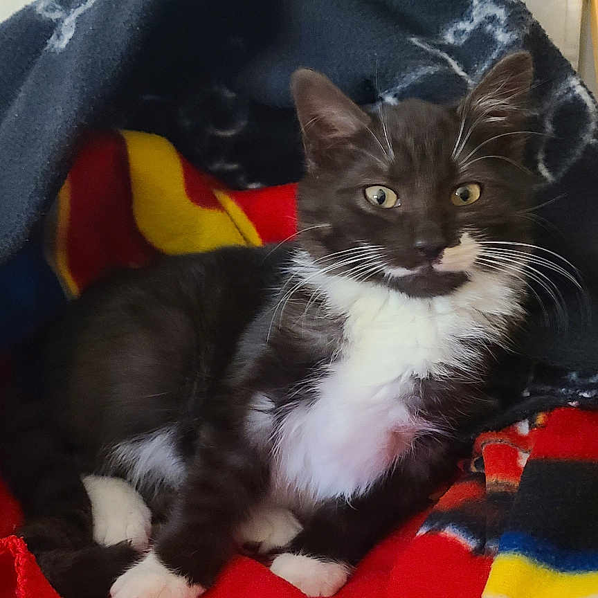 Looping a rejoint le concours — aidez-le/la à gagner de superbes lots ! abyssinian, alloywheel, animal, bed, blackcat, blanket, car, carwheel, cat, couch, furniture, kitten, laundry, machine, manx, pet, quilt, siamese, towel, velvet