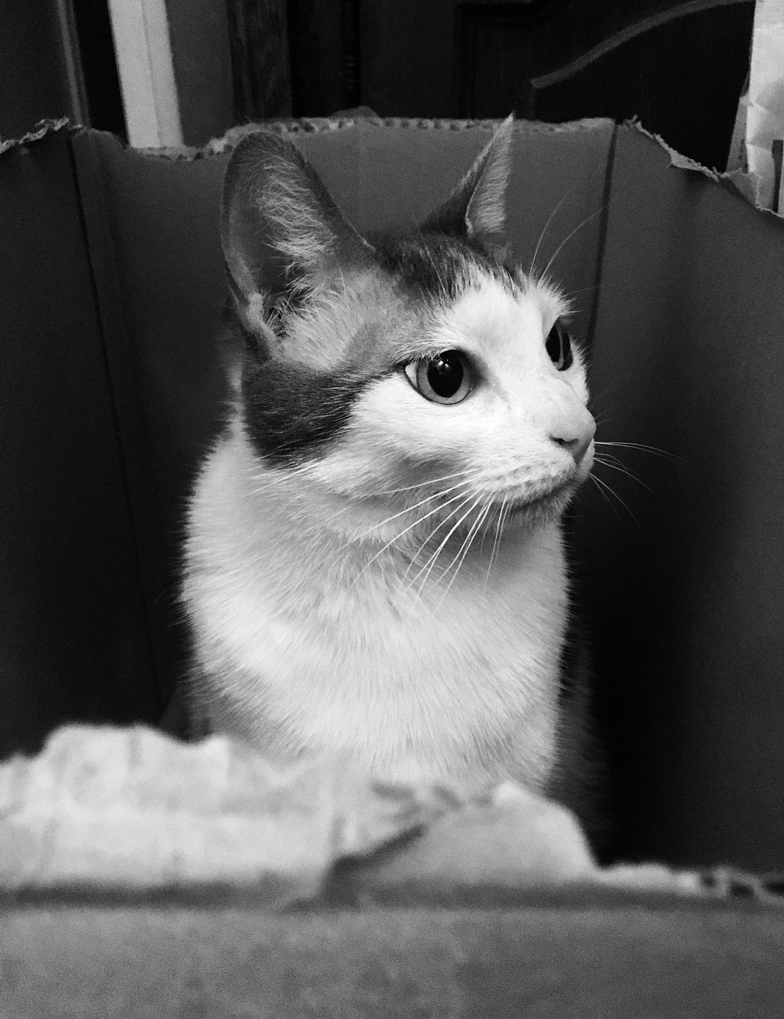 Noisette a rejoint le concours — aidez-le/la à gagner de superbes lots ! black_and_white, carnivore, cat, domestic_short_haired_cat, felidae, fur, grey, monochrome, monochrome_photography, sitting, small_to_medium_sized_cats, snout, style, tail, whiskers, window