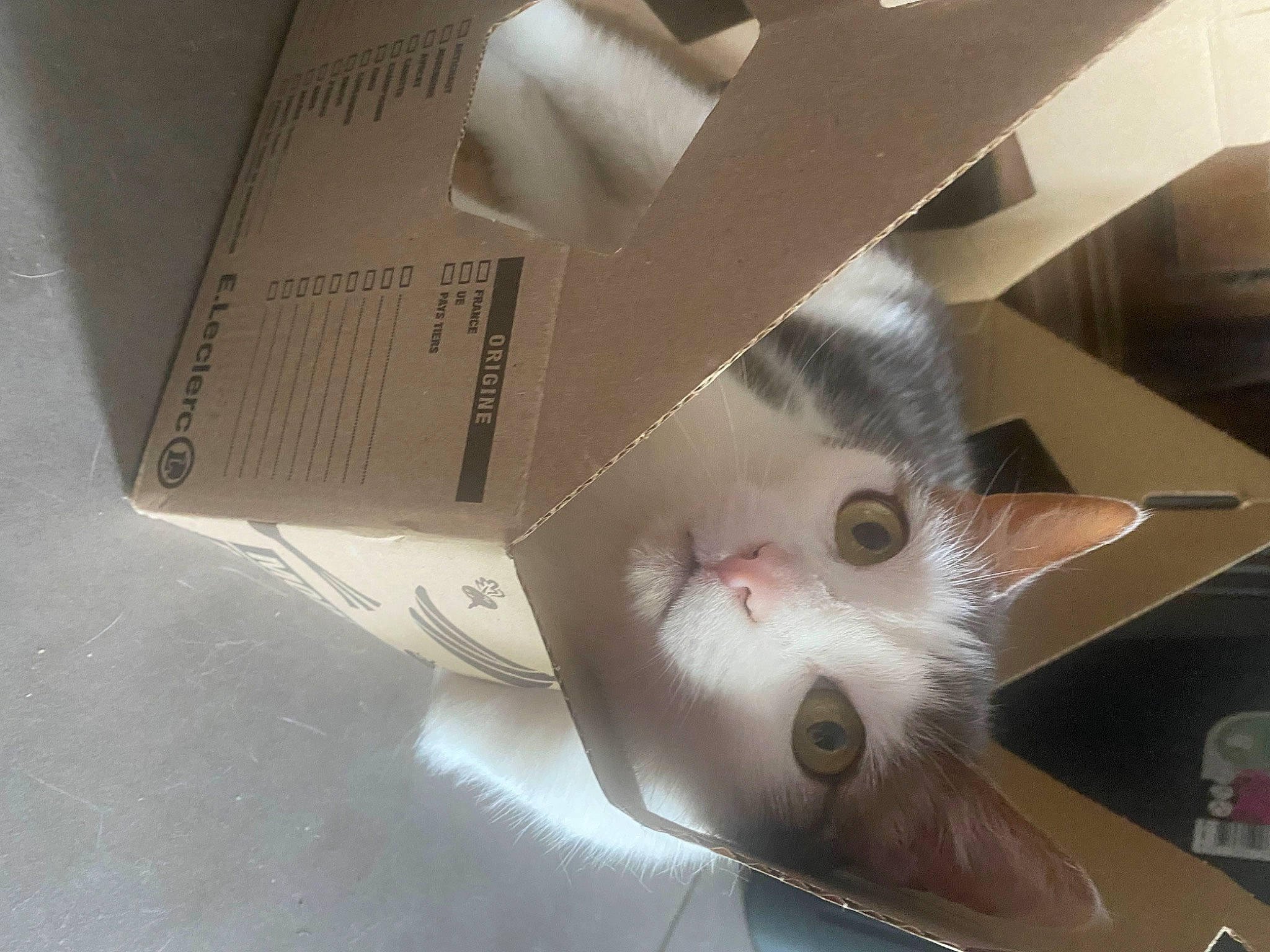 Noisette participe au concours pour gagner de l'argent avec cette photo : box, cardboard, carnivore, carton, cat, domestic_short_haired_cat, fawn, felidae, fur, packaging_and_labeling, packing_materials, paper_product, paw, shelf, shipping_box, small_to_medium_sized_cats, snout, tail, whiskers