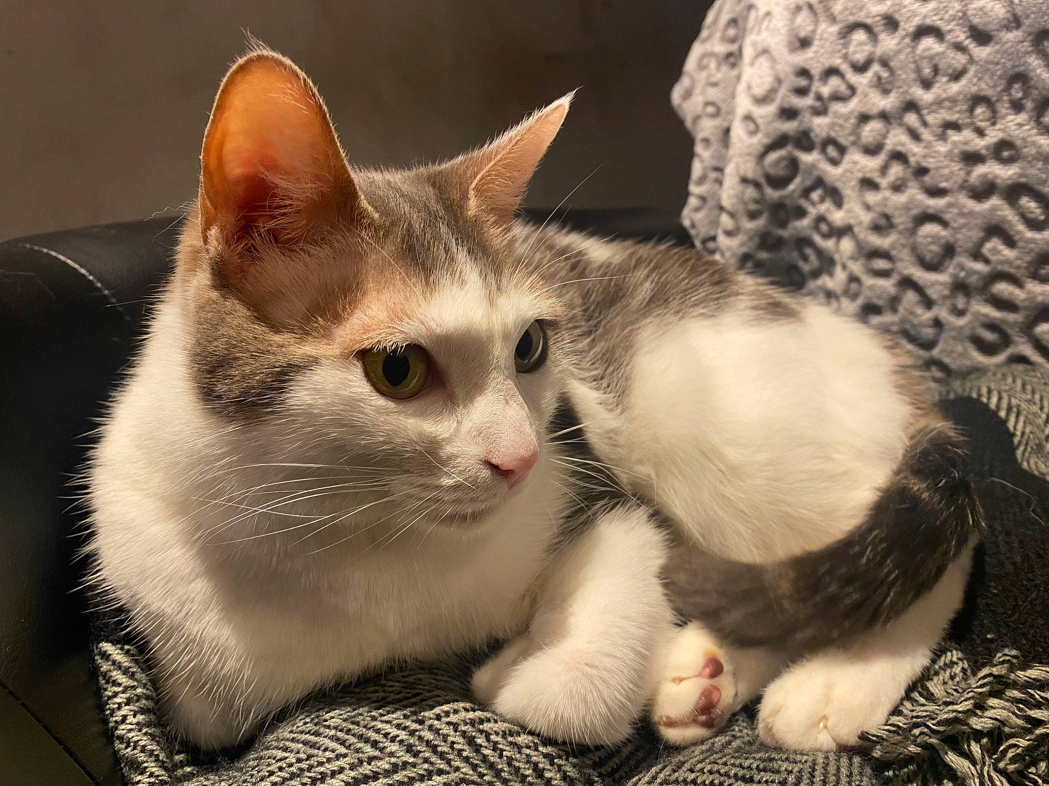 Noisette a rejoint le concours — aidez-le/la à gagner de superbes lots ! carnivore, cat, cat_supply, claw, comfort, domestic_short_haired_cat, eye, fawn, felidae, foot, fur, paw, small_to_medium_sized_cats, snout, tail, whiskers