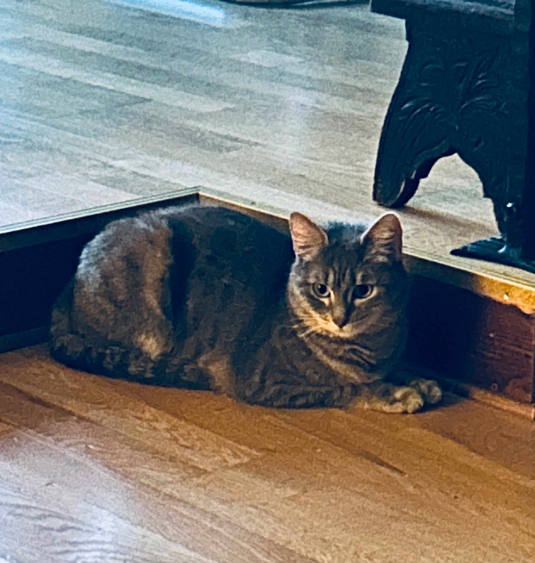 Chanelle participe au concours pour gagner de l'argent avec cette photo : animal, cat, curious, decor, domestic_animal, ears, eyes, floor, fur, furniture, home, indoor, lying_down, mammal, paws, pet, resting, tabby, whiskers, wooden_floor