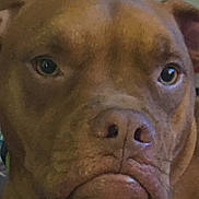 Halo Daigle joined the competition — help win amazing prizes! dog, brown, close_up, pet, animal, canine, face, indoor, fur, snout, ears, expression, portrait, muzzle, whiskers, looking, cute, domestic, companion, close