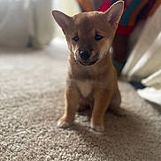 Romeo is registered to the contest to win money with this photo: animal, background_blur, brown, carpet, cute, dog, domestic, ears, floor, fur, household, indoor, pet, portrait, puppy, sitting, small, soft_light, white_markings, young