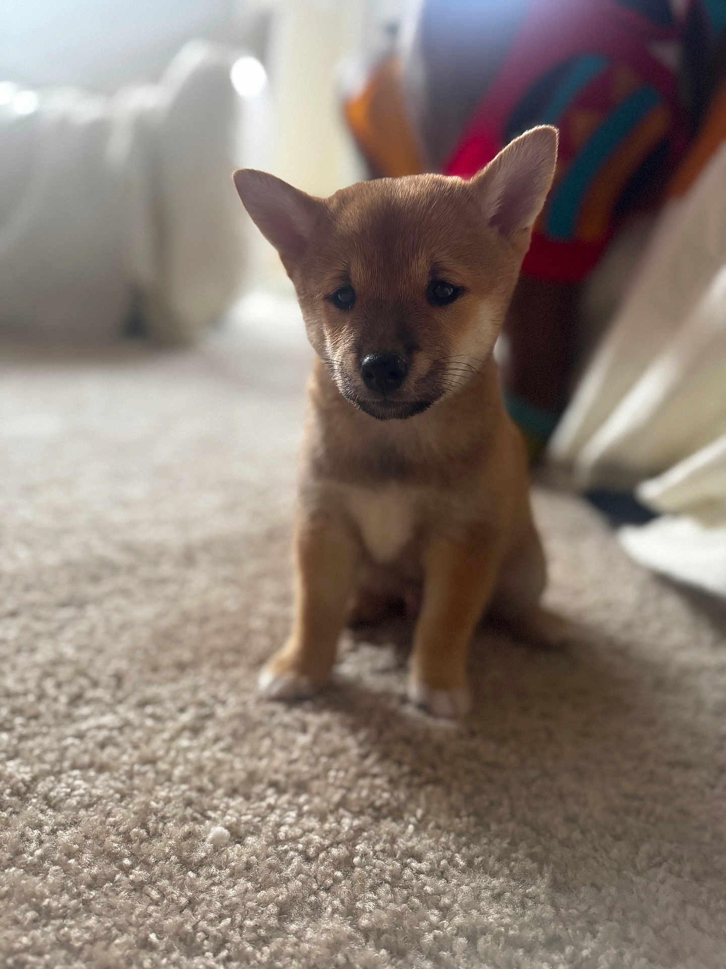 Romeo