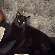 Dutch is registered to the contest to win money with this photo: animal, animal_portrait, black_cat, cat, closeup, couch, cozy, dark_fur, domestic_cat, feline, furniture, home, indoor, living_room, pet, relaxed, resting, texture, tufted_couch, yellow_eyes