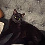 animal, animal_portrait, black_cat, cat, closeup, couch, cozy, dark_fur, domestic_cat, feline, furniture, home, indoor, living_room, pet, relaxed, resting, texture, tufted_couch, yellow_eyes