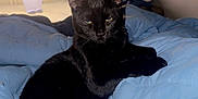 Dutch is registered to the contest to win money with this photo: animal, background, bed, black_cat, blanket, blue_blanket, cat, cozy, cute, ears, feline, fur, indoor, looking, pet, resting, room, shadow, soft_light, whiskers
