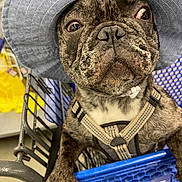 Taffy joined the competition — help win amazing prizes! dog, french_bulldog, hat, blue_hat, pet_smart, shopping_cart, brindle, close_up, pet, animal, canine, curious, indoor, store, leash, harness, paw, snout, face, wide_eyes