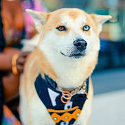 Oleemax joined the competition — help win amazing prizes! dog, heterochromia, bandana, animal, pet, portrait, outdoor, person, blurred_background, smiling, fashion, colorful_clothing, companion, standing, focus, closeup, fur, canine, accessory, happy