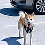 Oleemax joined the competition — help win amazing prizes! dog, tuxedo, parking_lot, car, shadow, sunny, outdoor, canine, pet, tongue_out, happy, standing, pavement, wheel, daylight, animal, mammal, fur, tail, ears