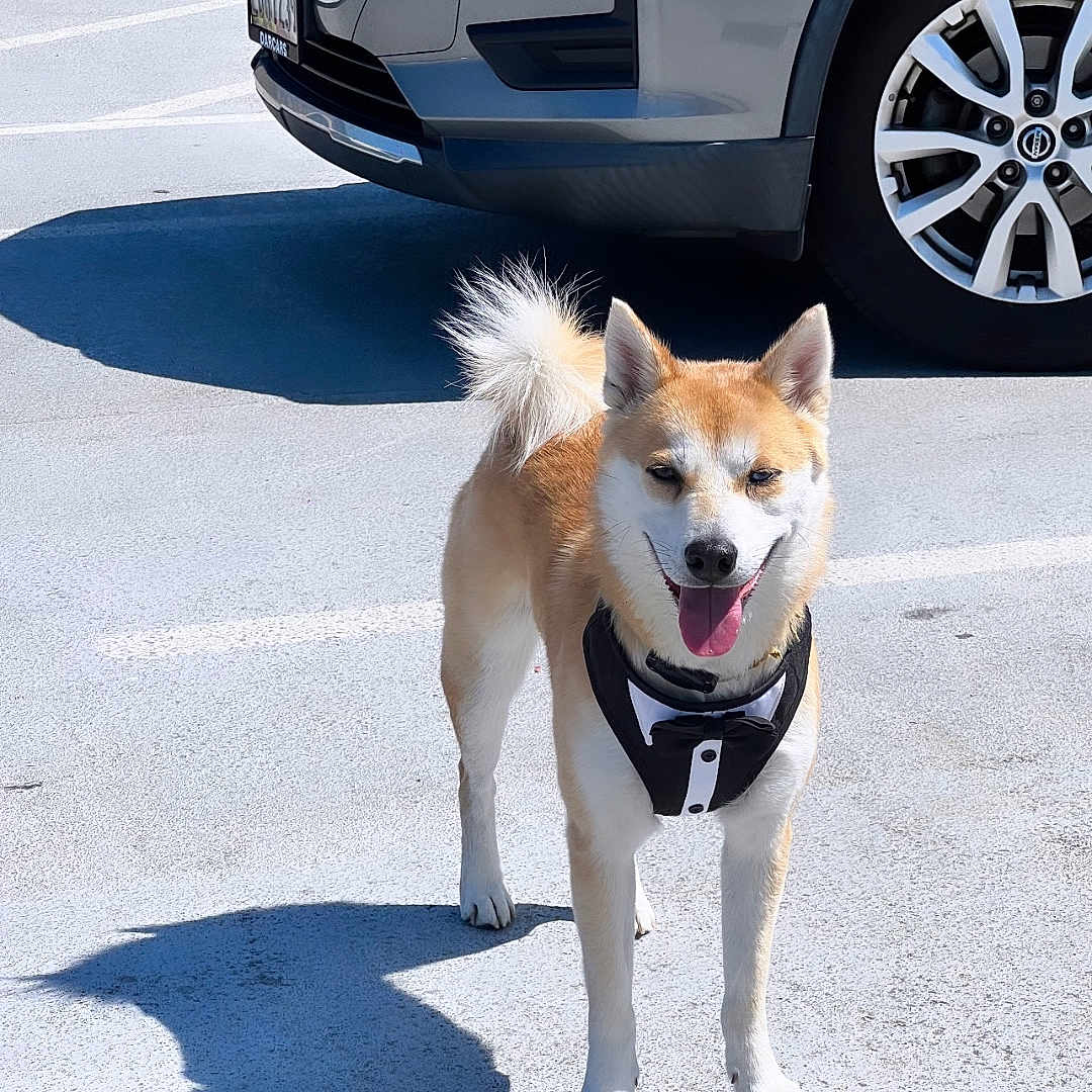 Oleemax joined the competition — help win amazing prizes! animal, canine, car, daylight, dog, ears, fur, happy, mammal, outdoor, parking_lot, pavement, pet, shadow, standing, sunny, tail, tongue_out, tuxedo, wheel