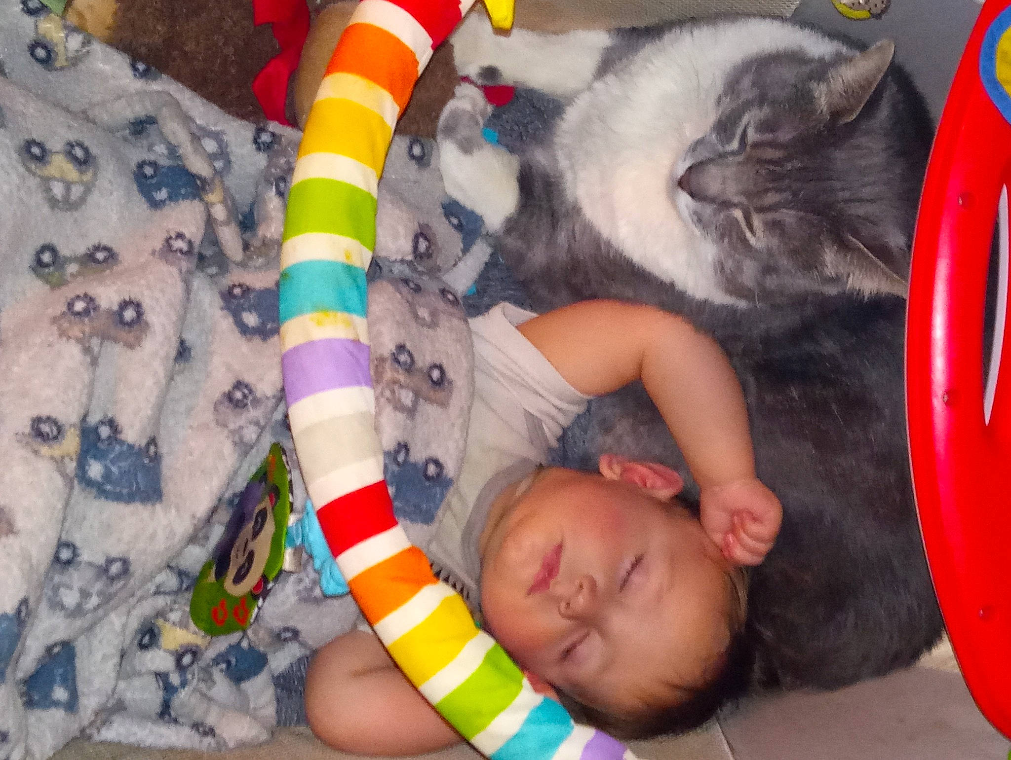 Chevy is registered to the contest to win money with this photo: baby, baby_products, baby_toddler_clothing, cat, child, comfort, companion_dog, couch, felidae, fun, fur, lap, linens, nap, pattern, person, play, small_to_medium_sized_cats, tail, toddler