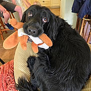 Riley is registered to the contest to win money with this photo: black_dog, carpet, chair, child, cozy, curled_up, dog, domestic, floor, furniture, household, human, indoor, kitchen, looking_up, person, pet, plush_toy, seated, toy