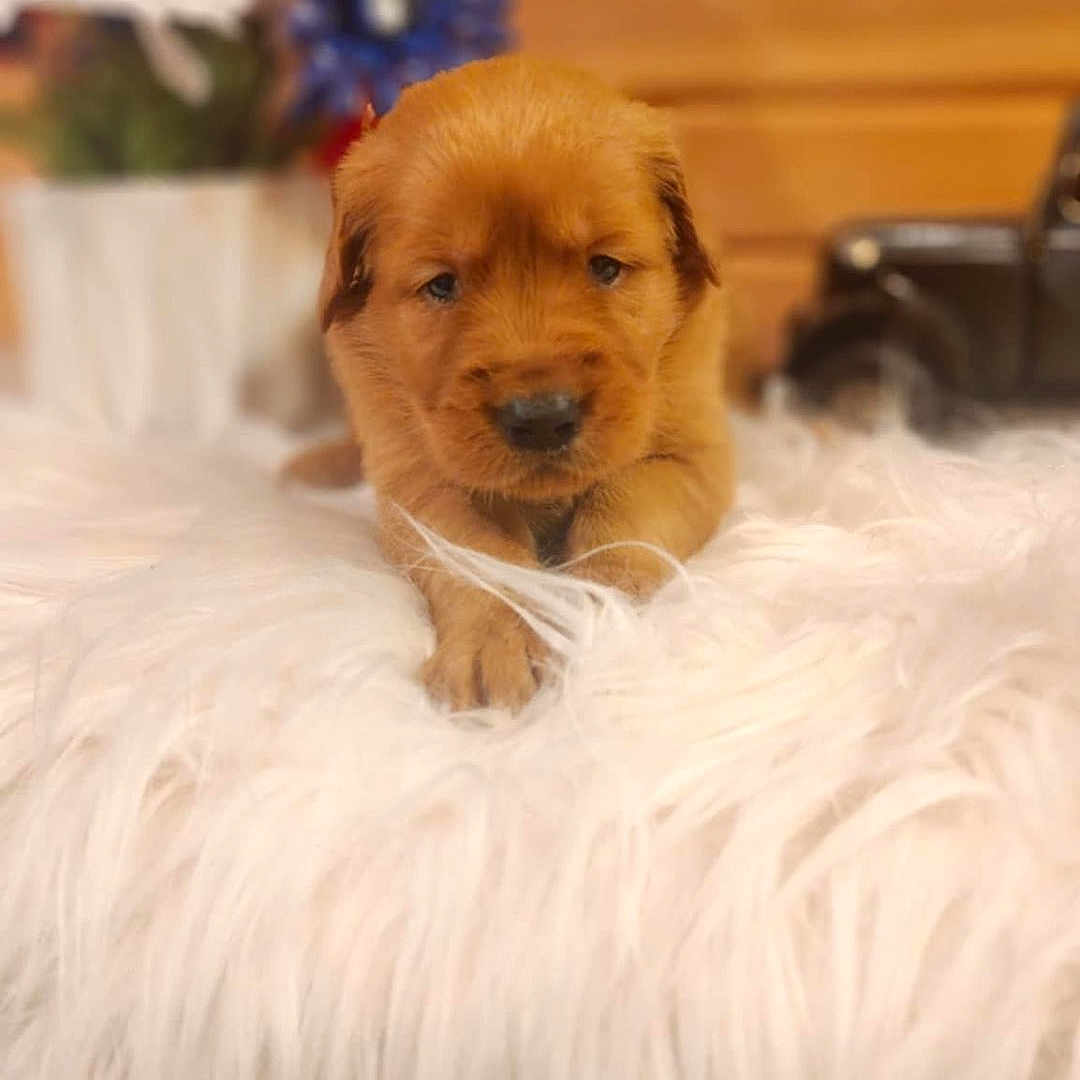 Daisy is registered to the contest to win money with this photo: accessories, animal, canine, dog, face, flower, flowerarrangement, flowerbouquet, goldenretriever, head, indoors, interiordesign, person, pet, photography, plant, portrait, pottedplant, puppy, wood