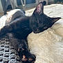 animal, black_cat, blanket, close_up, cozy, cute, feline, fur, home, indoor, kitten, knitted_blanket, paw, pet, relaxed, resting, sleeping, soft_texture, sunlight, whiskers