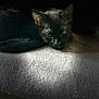 animal, black_cat, cat, closeup, dark_background, ears, eyes, feline, fur, indoor, lying_down, mood, pet, portrait, quiet, resting, shadow, soft_light, texture, whiskers