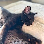 Castejon Christelle participe au concours pour gagner de l'argent avec cette photo : black_cat, sleeping, kitten, cat, pet, animal, feline, cozy, blanket, soft, resting, indoor, close_up, fur, paw, relaxation, cute, young, domestic_cat, peaceful
