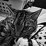 cat, tabby_cat, close_up, whiskers, blanket, texture, indoor, feline, pet, curious, soft, pattern, black_and_white, laundry_basket, household, cozy, animal, fur, ears, resting