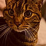 Sopra participe au concours pour gagner de l'argent avec cette photo : cat, tabby, close_up, whiskers, ears, eyes, pet, animal, feline, domestic_cat, curious, portrait, indoor, warm_lighting, fur, mammal, cute, face, looking, focus