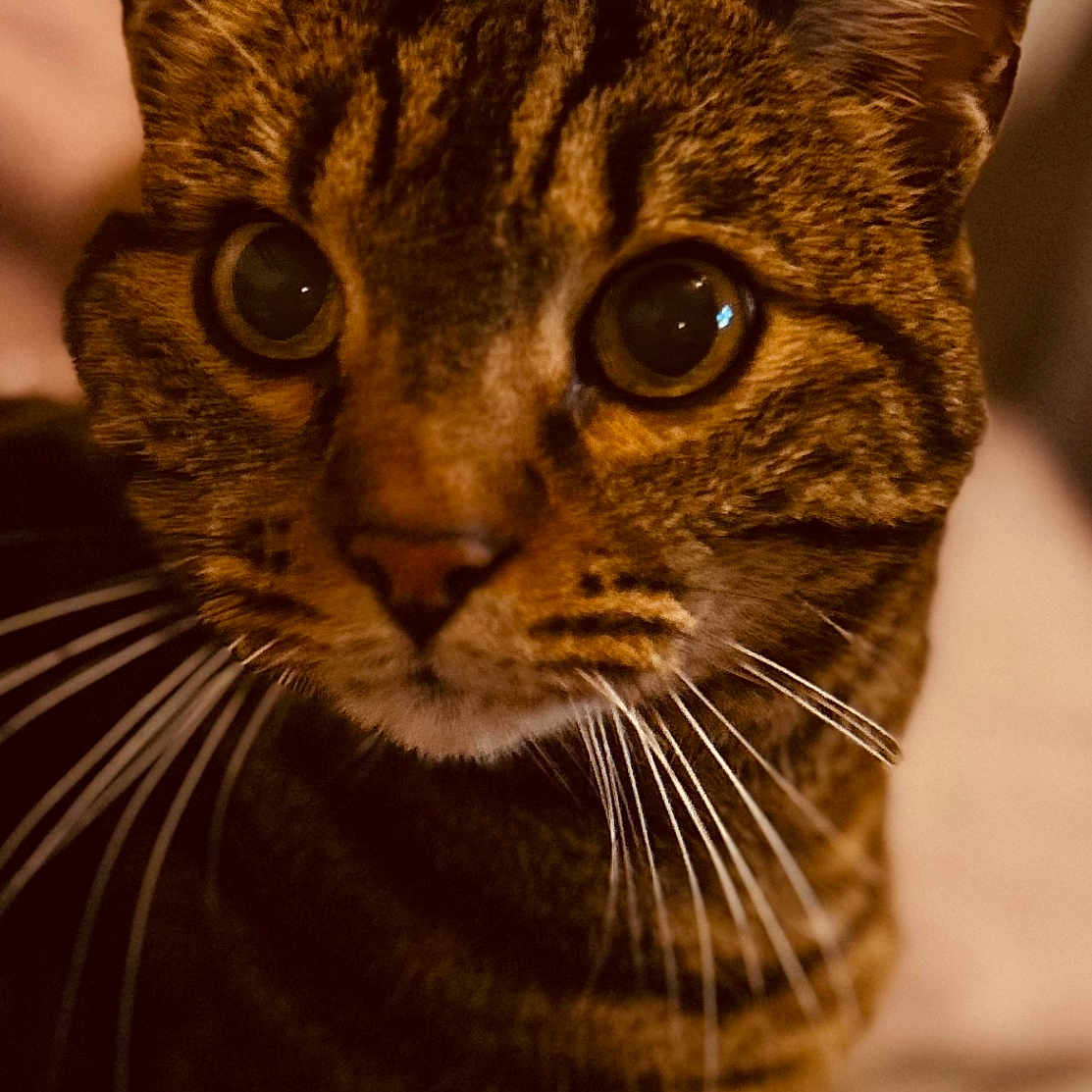 Sopra participe au concours pour gagner de l'argent avec cette photo : animal, cat, close_up, curious, cute, domestic_cat, ears, eyes, face, feline, focus, fur, indoor, looking, mammal, pet, portrait, tabby, warm_lighting, whiskers