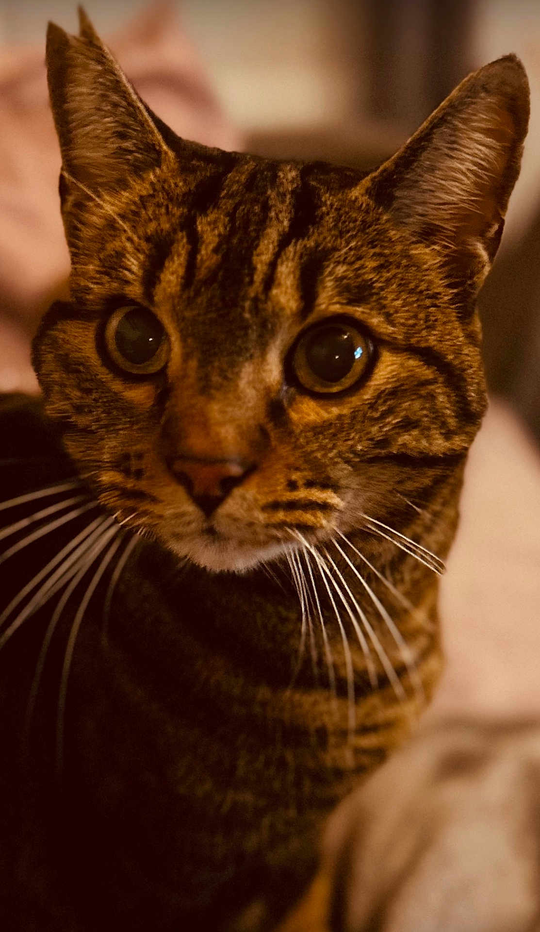Sopra participe au concours pour gagner de l'argent avec cette photo : cat, tabby, close_up, whiskers, ears, eyes, pet, animal, feline, domestic_cat, curious, portrait, indoor, warm_lighting, fur, mammal, cute, face, looking, focus