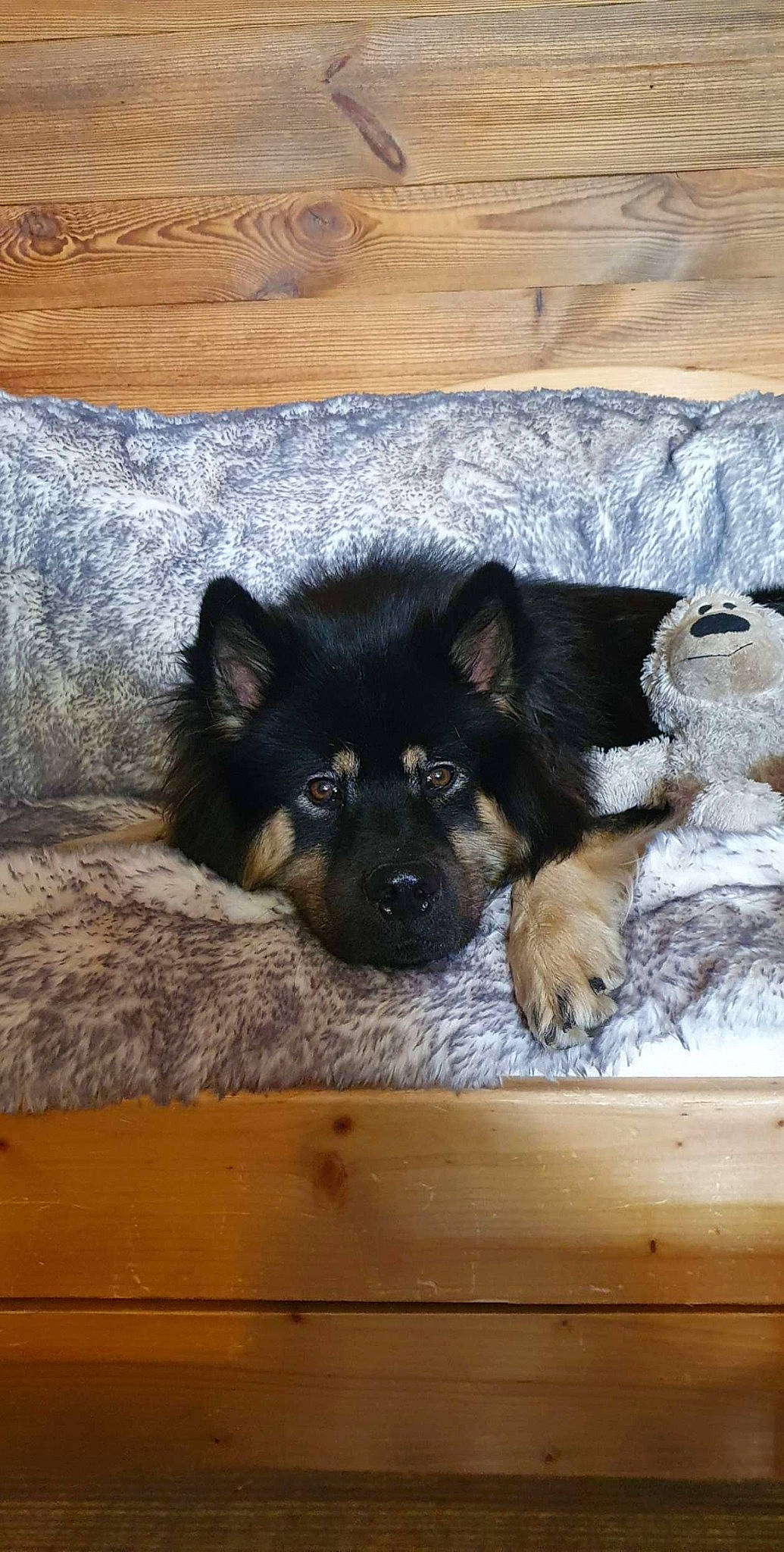 Floki participe au concours pour gagner de l'argent avec cette photo : canidae, carnivore, comfort, companion_dog, dog, dog_breed, dog_supply, fawn, fur, german_shepherd_dog, hardwood, herding_dog, king_shepherd, old_german_shepherd_dog, paw, snout, sporting_group, wood, working_animal, working_dog