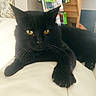 black_cat, cat, pet, animal, indoor, white_leather, paw, golden_eyes, feline, relaxed, stretching, couch, home, bookshelf, stairs, whiskers, fur, close_up, portrait, domestic_animal