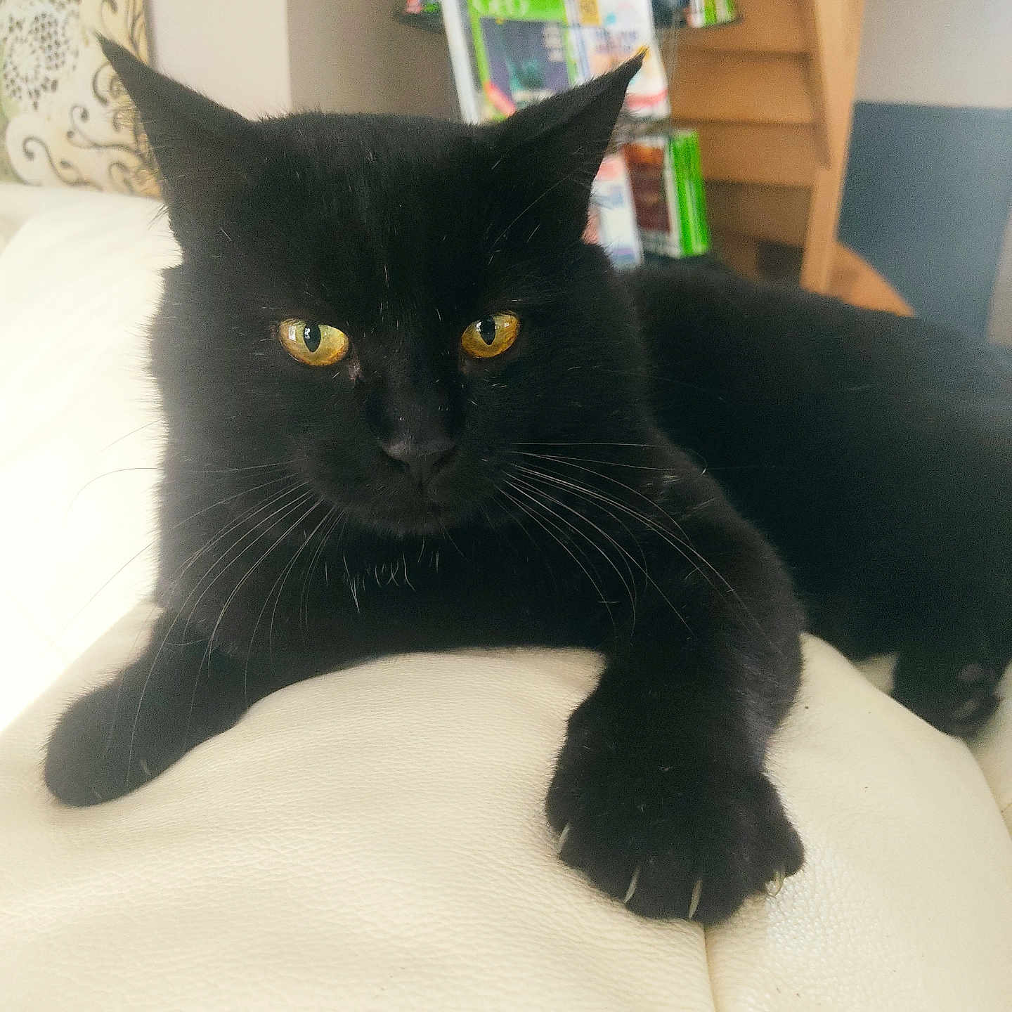 Nounou participe au concours pour gagner de l'argent avec cette photo : black_cat, cat, pet, animal, indoor, white_leather, paw, golden_eyes, feline, relaxed, stretching, couch, home, bookshelf, stairs, whiskers, fur, close_up, portrait, domestic_animal