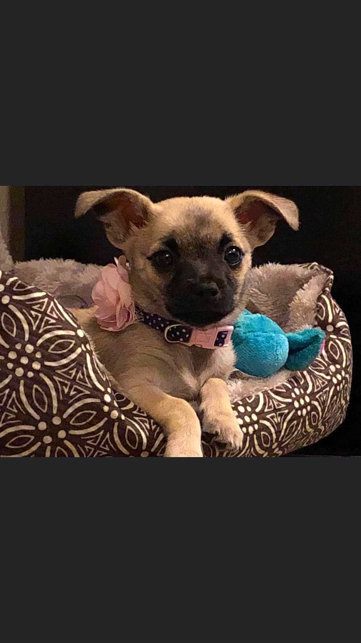 Mia Morales is registered to the contest to win money with this photo: carnivore, chair, chihuahua, comfort, companion_dog, couch, dog, dog_breed, dog_supply, fawn, furniture, linens, snout, sporting_group, stuffed_toy, table, terrestrial_animal, toy_dog, whiskers, working_animal
