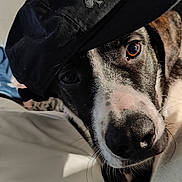 Prince is registered to the contest to win money with this photo: animal, bed, black_and_white, black_hat, canine, close_up, cute, dog, eye, face, fur, hat, indoor, nose, pet, portrait, relaxed, sleepy, soft_light, whiskers