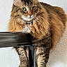 animal, brown_fur, cat, ears, feline, fluffy, green_eyes, indoor, long_hair, lounging, paws, pet, photography, portrait, railing, sitting, striped_fur, tabby, wall, whiskers