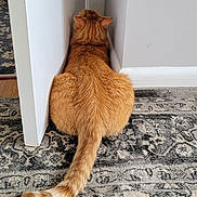 Kobe is registered to the contest to win money with this photo: cat, orange_cat, back_view, sitting, door, door_frame, wall, carpet, indoor, animal, pet, tail, fur, home, corner, quiet, resting, feline, patterned_rug, floor