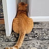 cat, orange_cat, back_view, sitting, door, door_frame, wall, carpet, indoor, animal, pet, tail, fur, home, corner, quiet, resting, feline, patterned_rug, floor