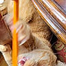 Kobe is registered to the contest to win money with this photo: cat, orange_tabby, playing, pencil, hand, wooden_table, furniture, carpet, curiosity, pet, indoor, paw, bite, whiskers, close_up, animal, domestic, fun, claws, interaction