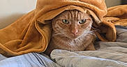 Kobe joined the competition — help win amazing prizes! cat, orange_cat, blanket, bed, striped_bedspread, costume, pokemon, eevee, ears, animal, pet, indoor, cozy, fur, cute, lying_down, resting, soft_texture, expression, portrait