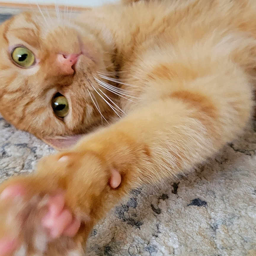 Kobe is registered to the contest to win money with this photo: cat, orange_tabby, paw, carpet, curious, green_eyes, whiskers, indoor, pet, fur, pink_nose, stretching, playful, animal, mammal, cute, relaxed, home, wall, power_outlet