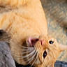 Kobe joined the competition — help win amazing prizes! cat, orange_cat, paw, floor, carpet, indoor, pet, animal, feline, blur, playful, mouth_open, whiskers, ears, fur, domestic_cat, closeup, lying_down, expression, two_cats