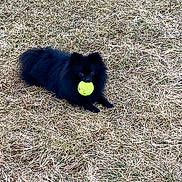Peyo a rejoint le concours — aidez-le/la à gagner de superbes lots ! dog, black_dog, tennis_ball, grass, outdoor, pet, animal, playing, fetch, lying_down, fur, small_dog, field, nature, cute, adorable, playful, mouth_holding, daytime, canine