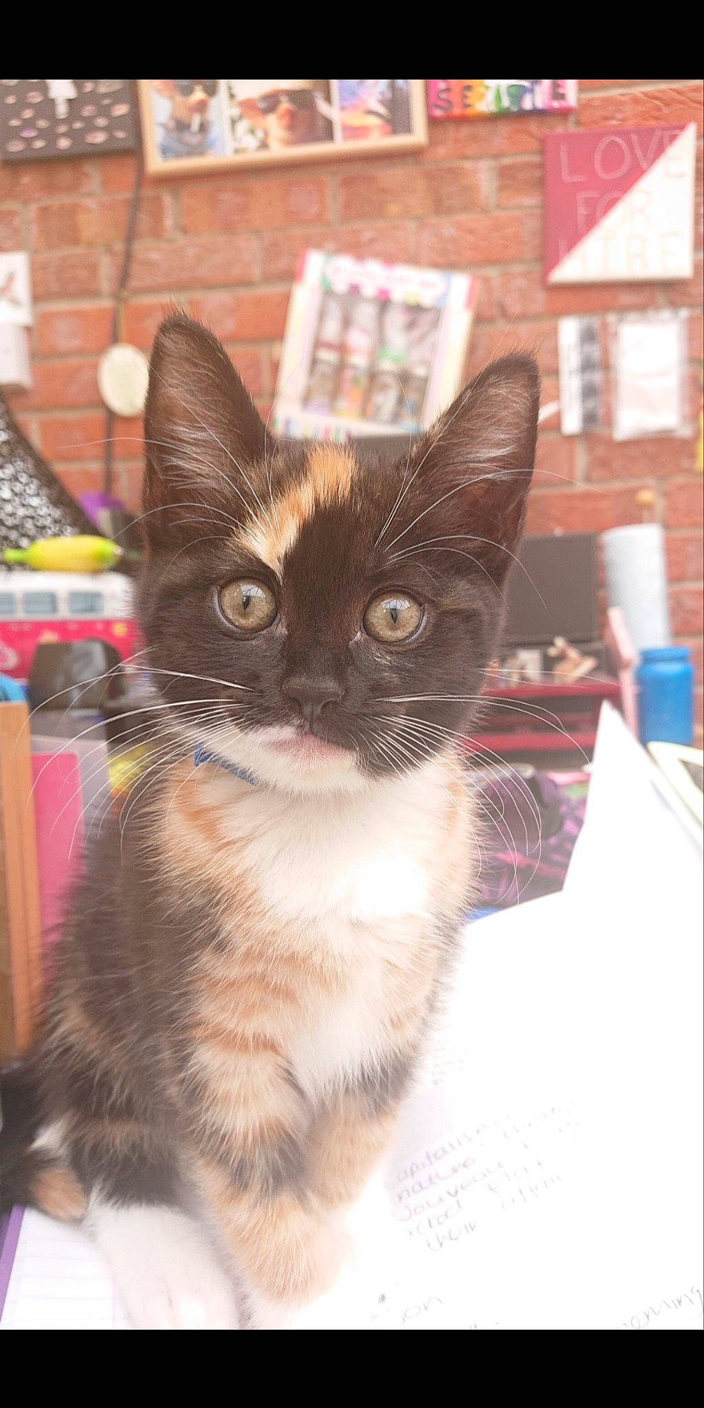 Puddin is registered to the contest to win money with this photo: asian, black_cat, carnivore, cat, domestic_short_haired_cat, european_shorthair, fawn, felidae, german_rex, kitten, mammal, small_to_medium_sized_cats, snapshot, whiskers