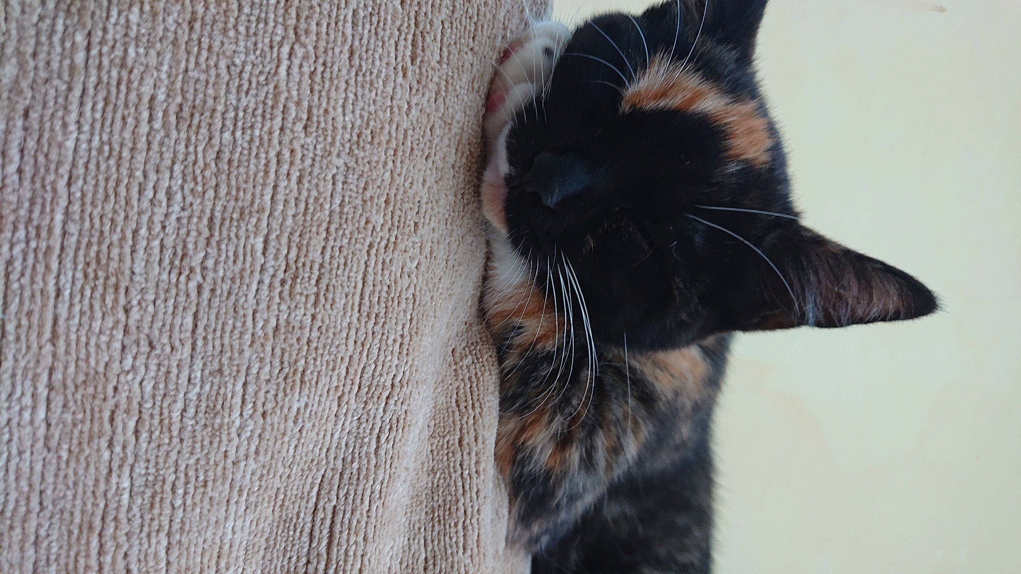 Puddin joined the competition — help win amazing prizes! black_cat, carnivore, cat, claw, domestic_short_haired_cat, ear, felidae, fur, kitten, small_to_medium_sized_cats, snout, tail, whiskers