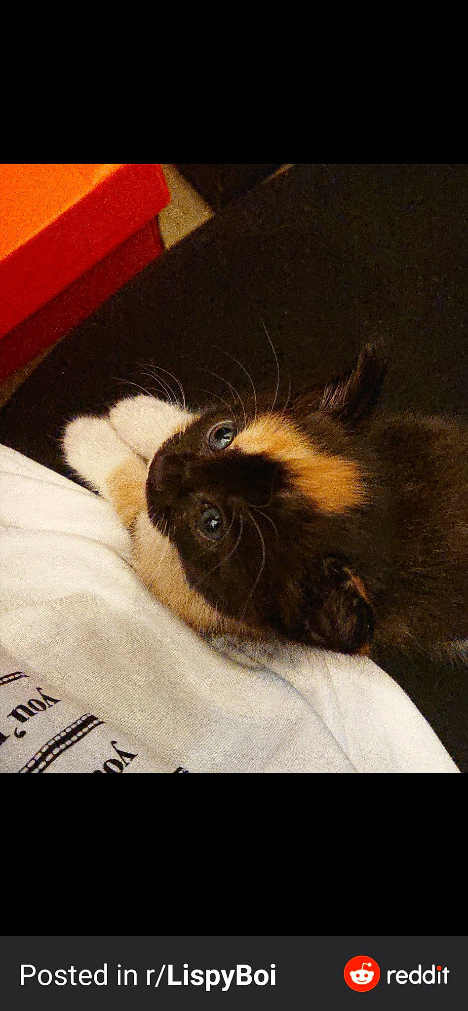 Puddin joined the competition — help win amazing prizes! birman, carnivore, cat, whiskers