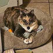 Lola is registered to the contest to win money with this photo: cat, calico_cat, pet, animal, feline, cat_bed, pet_bed, indoors, tile_floor, home, resting, lying_down, sitting, collar, tag, whiskers, paws, toy, slipper, portrait