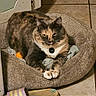 cat, calico_cat, pet, animal, feline, cat_bed, pet_bed, indoors, tile_floor, home, resting, lying_down, sitting, collar, tag, whiskers, paws, toy, slipper, portrait