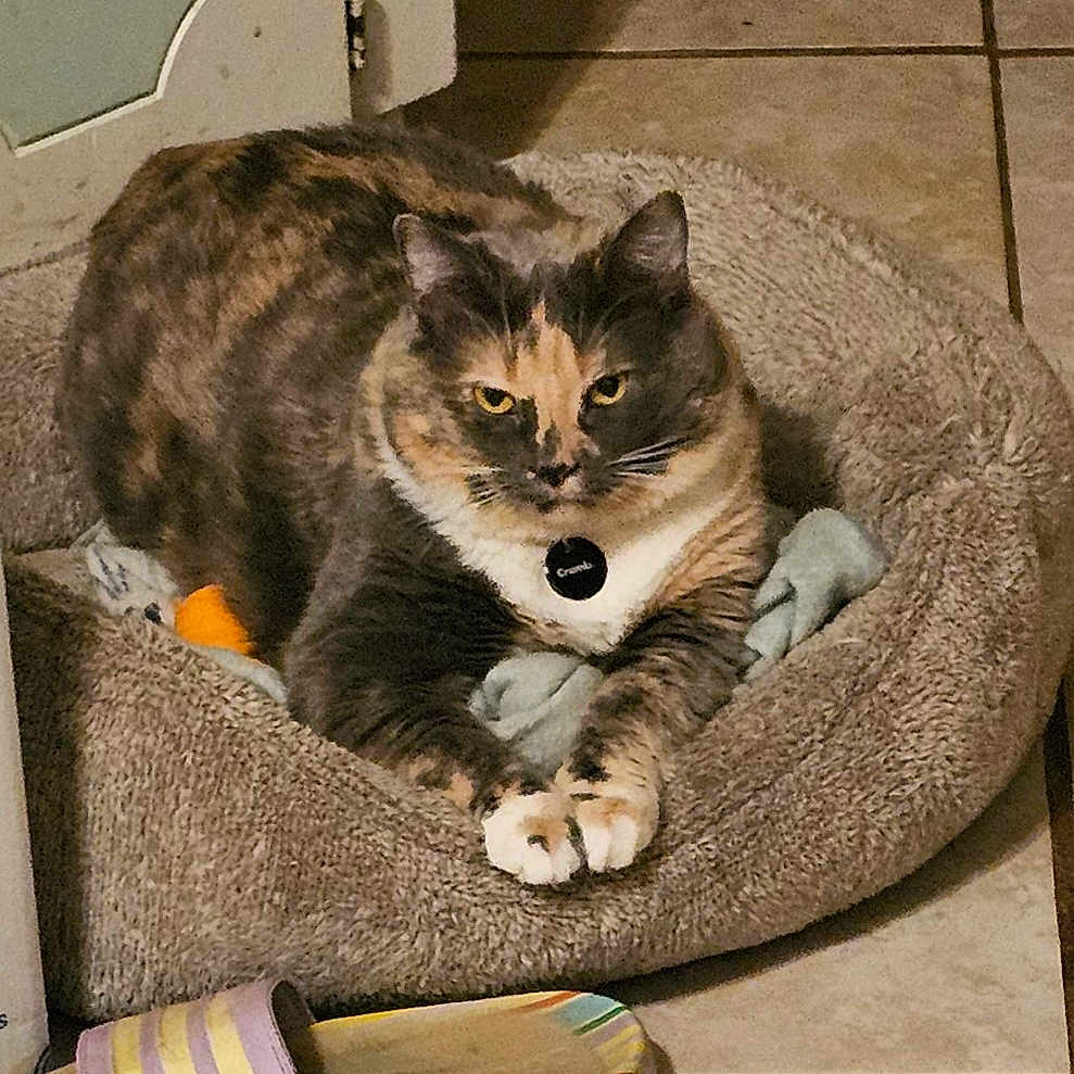 Lola is registered to the contest to win money with this photo: cat, calico_cat, pet, animal, feline, cat_bed, pet_bed, indoors, tile_floor, home, resting, lying_down, sitting, collar, tag, whiskers, paws, toy, slipper, portrait