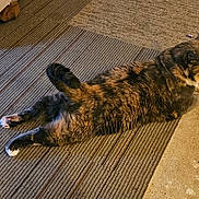 Tator is registered to the contest to win money with this photo: animal, carpet, cat, cozy, feline, floor, fur, home, indoor, laying_down, mammal, paws, pet, relaxed, resting, stretching, striped_carpet, tail, tortoiseshell, whiskers