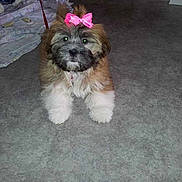 Cristal a rejoint le concours — aidez-le/la à gagner de superbes lots !