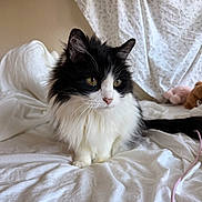 Leila joined the competition — help win amazing prizes! cat, black_and_white, fluffy, bed, blanket, indoor, pet, feline, animal, domestic, resting, cute, whiskers, ears, eyes, soft, fur, cozy, curtain, plush_toy