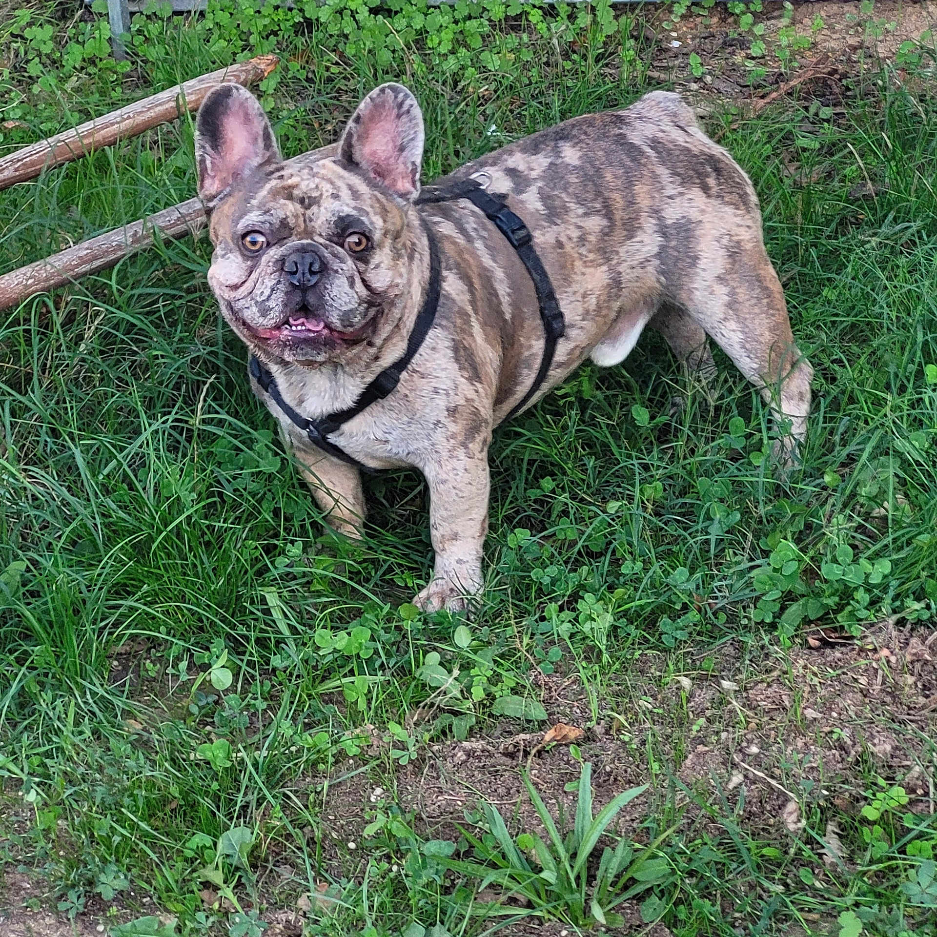 Sopra a rejoint le concours — aidez-le/la à gagner de superbes lots ! dog, french_bulldog, brindle, pet, animal, canine, grass, outdoors, garden, harness, standing, portrait, face, ears, wrinkles, short_snout, brown, black, greenery, natural_light