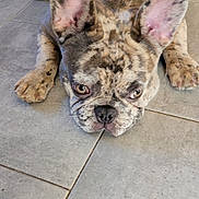 Sopra a rejoint le concours — aidez-le/la à gagner de superbes lots ! bulldog, dog, canine, pet, animal, portrait, close_up, face, wrinkles, brindle, fawn, eyes, ears, paws, lying_down, floor, tiles, indoors, grumpy, funny